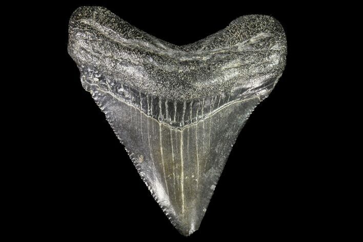 Juvenile Megalodon Tooth - Georgia #75291